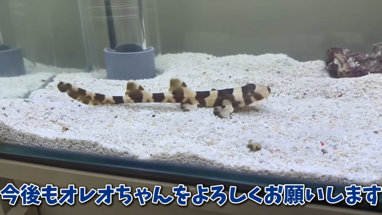 |「驚愕」「ウソみたい」スーパーで買った『サメの卵』を育てた結果がスゴイ。「明らかにヤバそうだったけど…」