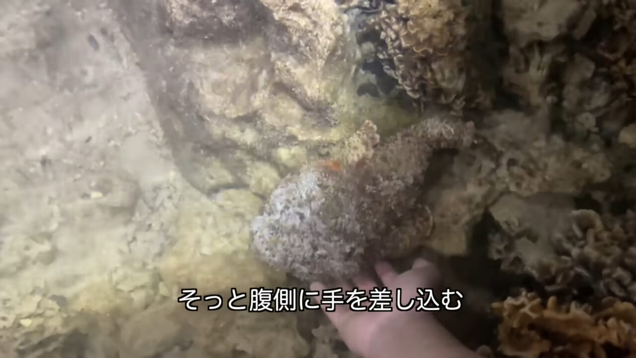 ｜死亡例もある世界最強の『毒魚』に刺されてみた結果→「トンカチで骨を殴られたみたい」身体を張って毒の威力を大検証。「絶対にマネしないで」