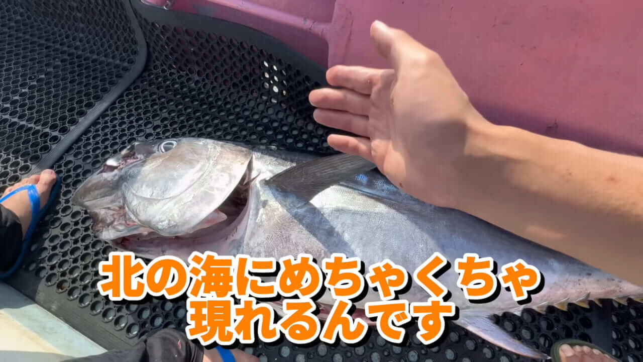 ｜ユーチューバーが捕獲した『ヤバい魚』。「うわっ、でっか」「ゴジラやん」200万回再生された捕獲劇がスゴイ。