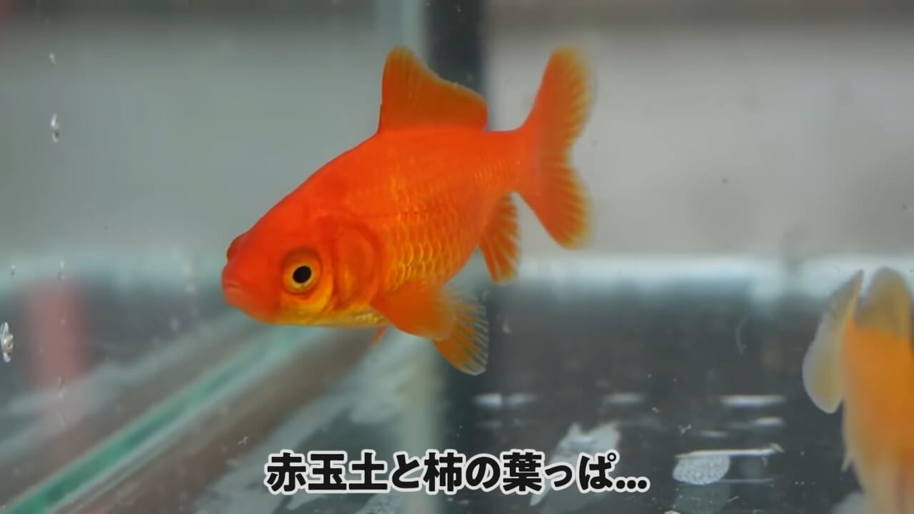 ｜「大きさ、全然違うやん」金魚を『田んぼ』で育てた結果。“700万回”以上再生された実験動画がスゴすぎる。
