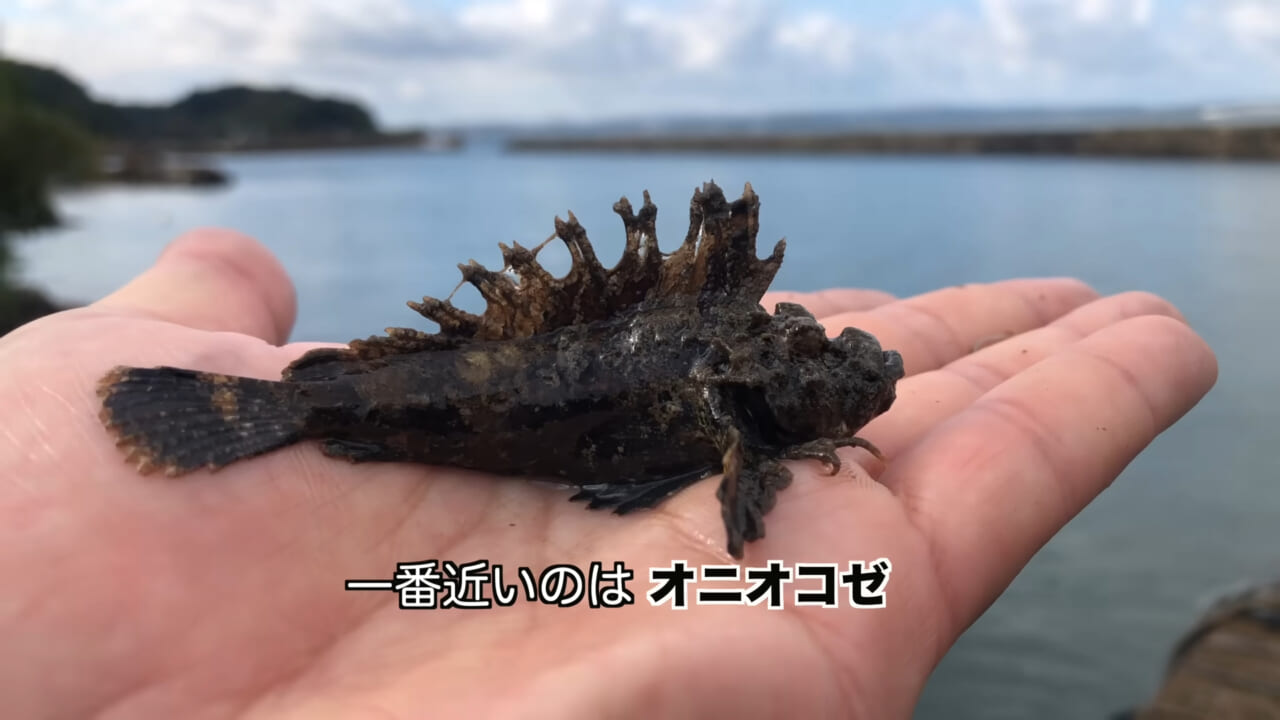 ｜死亡例もある世界最強の『毒魚』に刺されてみた結果→「トンカチで骨を殴られたみたい」身体を張って毒の威力を大検証。「絶対にマネしないで」