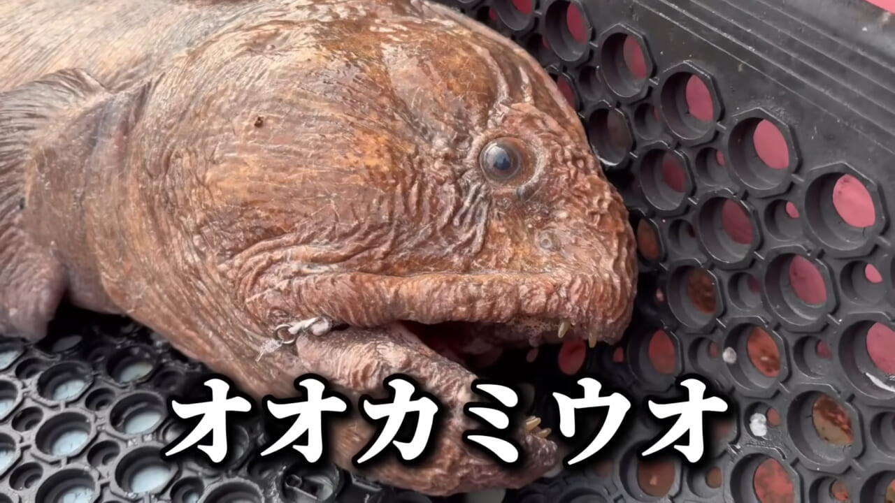｜ユーチューバーが捕獲した『ヤバい魚』。「うわっ、でっか」「ゴジラやん」200万回再生された捕獲劇がスゴイ。