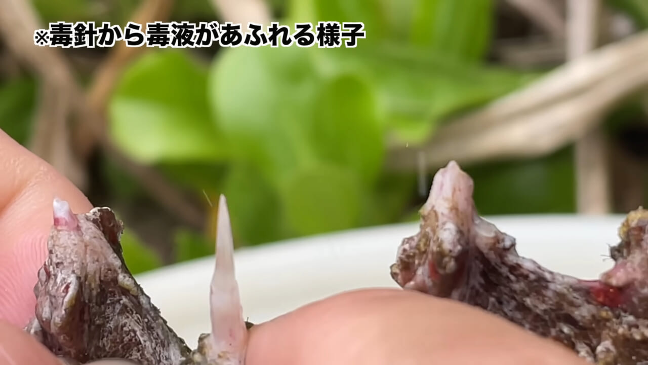 ｜死亡例もある世界最強の『毒魚』に刺されてみた結果→「トンカチで骨を殴られたみたい」身体を張って毒の威力を大検証。「絶対にマネしないで」