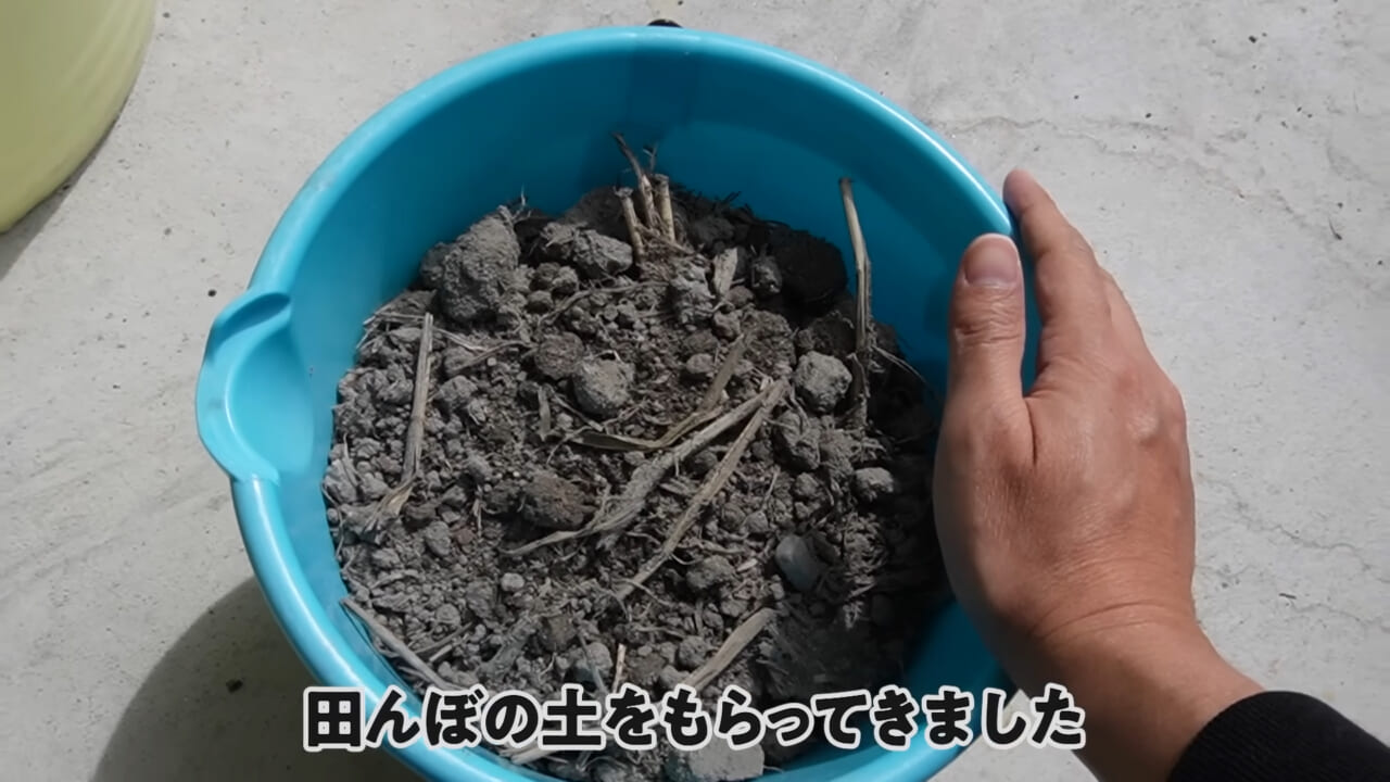 |「大きさ、全然違うやん」金魚を『田んぼ』で育てた結果。“700万回”以上再生された実験動画がスゴすぎる。