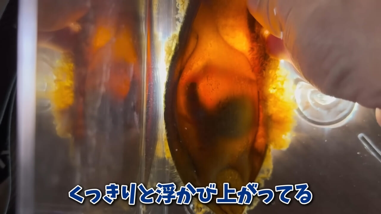 |「驚愕」「ウソみたい」スーパーで買った『サメの卵』を育てた結果がスゴイ。「明らかにヤバそうだったけど…」