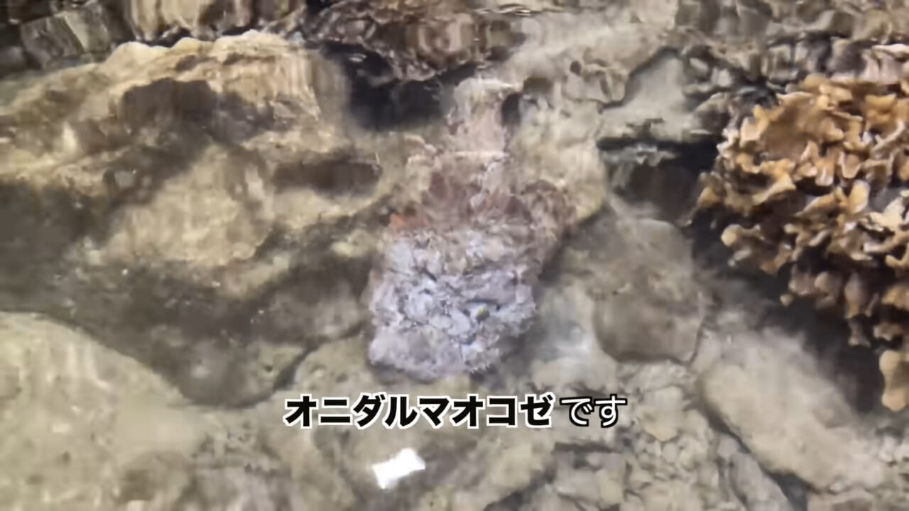 ｜死亡例もある世界最強の『毒魚』に刺されてみた結果→「トンカチで骨を殴られたみたい」身体を張って毒の威力を大検証。「絶対にマネしないで」