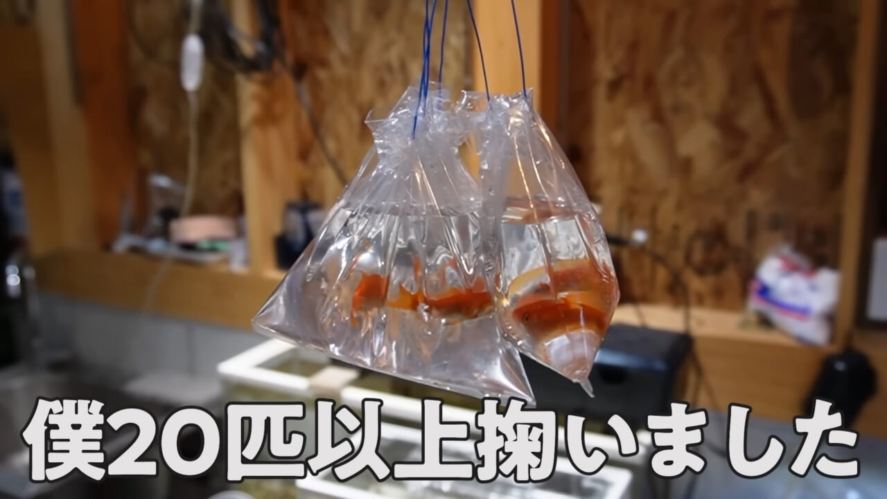 ｜「大きさ、全然違うやん」金魚を『田んぼ』で育てた結果。“700万回”以上再生された実験動画がスゴすぎる。