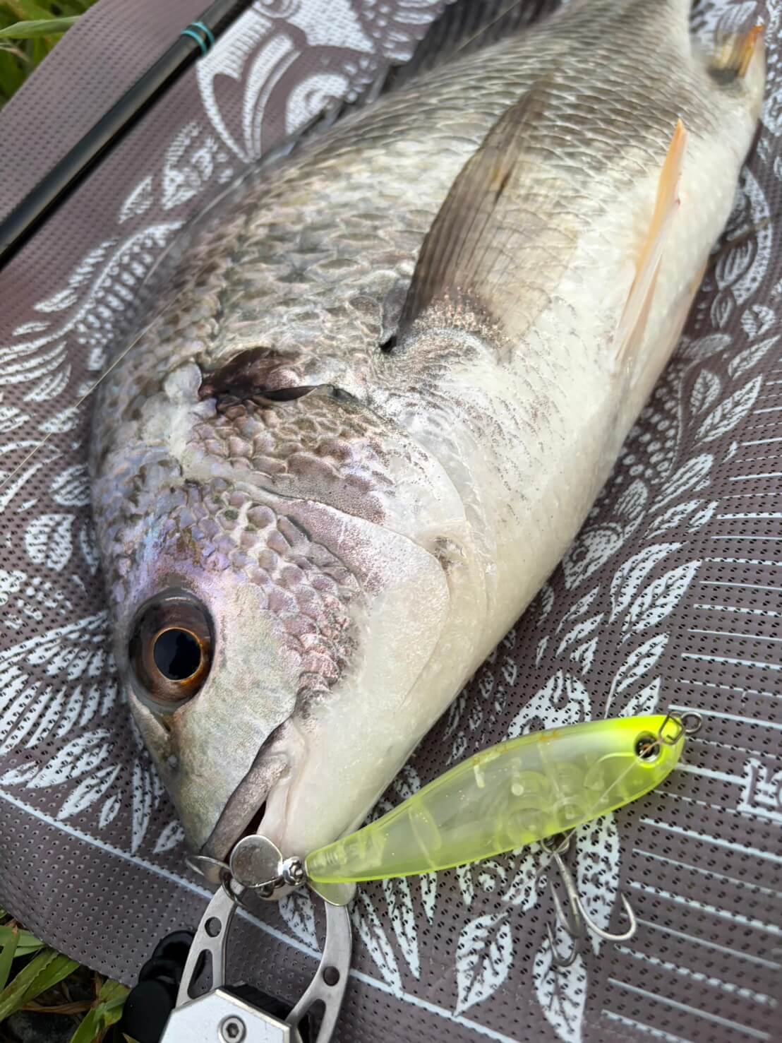 ｜水面が爆発する季節がきた！”浜名湖チヌトップ”牡蠣瀬とストラクチャー際で賑やかだった今年の夏
