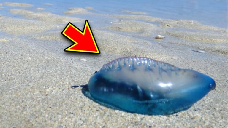 東京湾でも目撃情報。「青くてキレイ」は大事故の原因。海で見たらすぐさま離れるべき、生物とは？