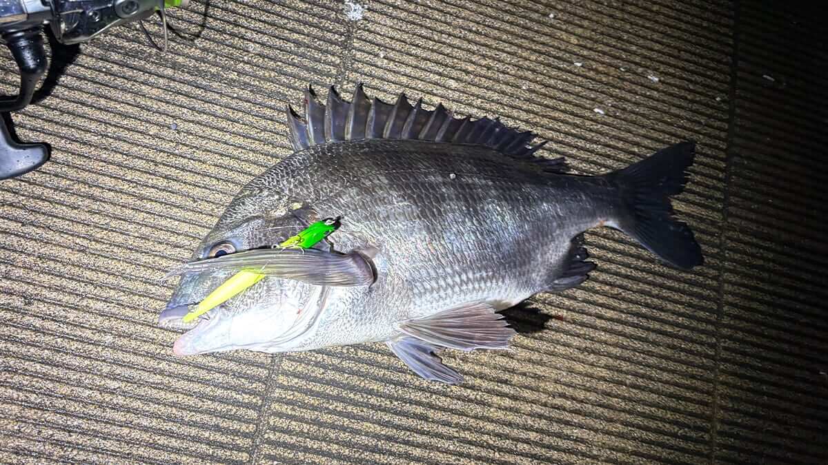 ｜釣れた魚は人間の顔を覚える？ 実は「この人は誰か」を見分けられる魚がいた