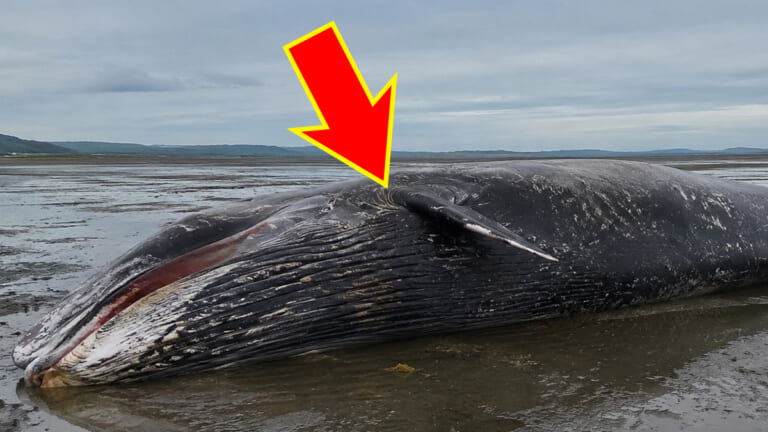 「見かけても絶対に近づくな」突然”爆発”する座礁クジラの危険性と原因とは？
