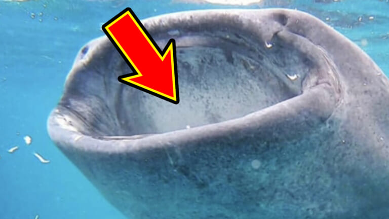 「クジラじゃない。大きすぎる」「飲み込まれたら終わり⁉︎」最大20メートルにもなる世界最大の”魚”がデカすぎる…