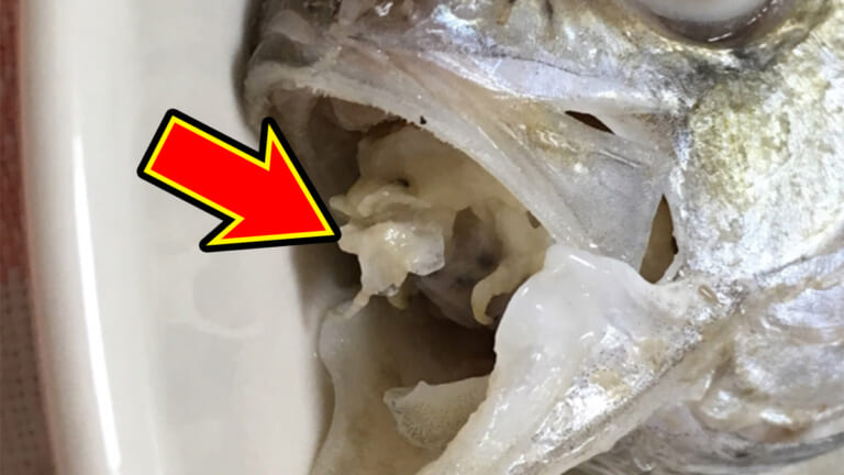 「グロ注意」「うわぁ…キモすぎる」魚の舌を奪って住み着く”寄生虫”の正体とは。