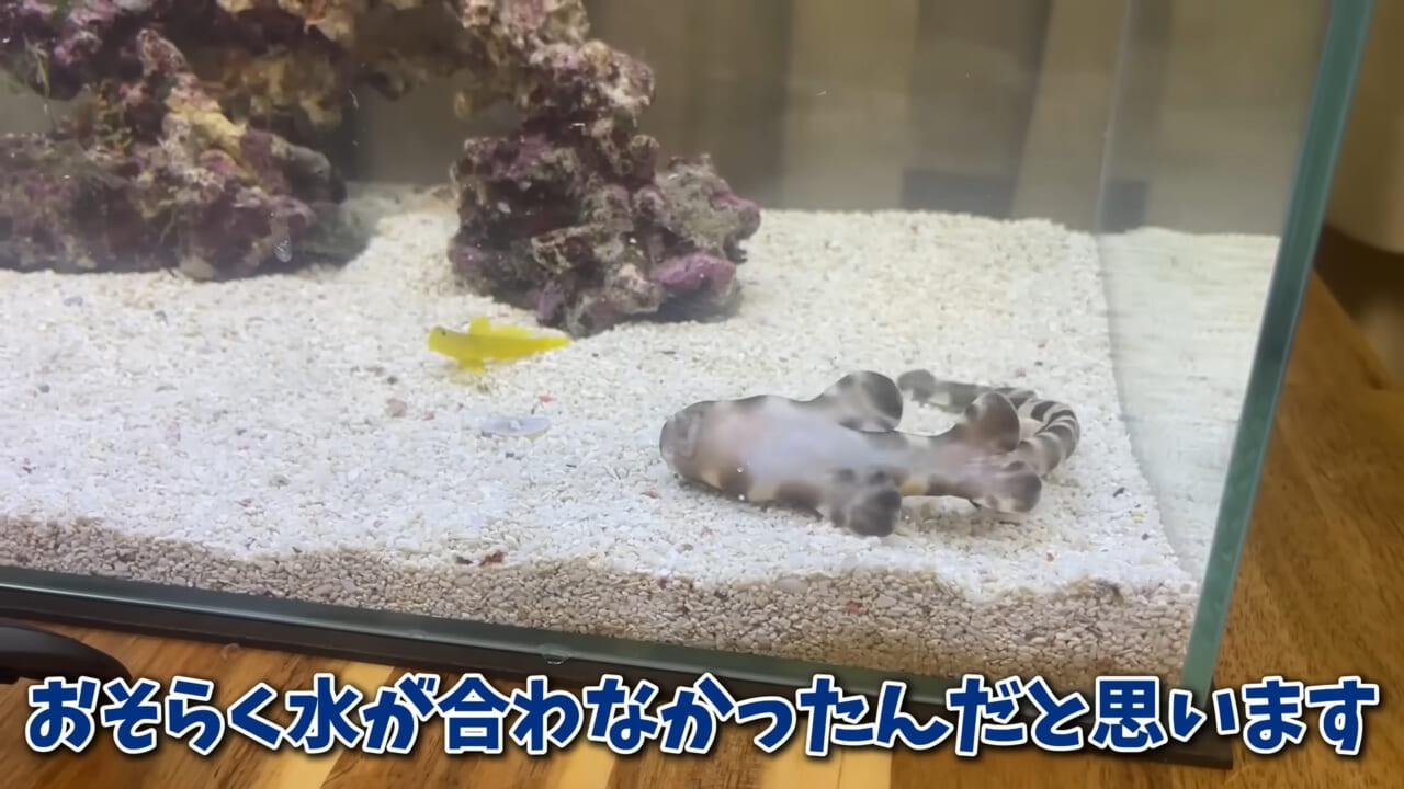｜「驚愕」「ウソみたい」スーパーで買った『サメの卵』を育てた結果がスゴイ。「明らかにヤバそうだったけど…」
