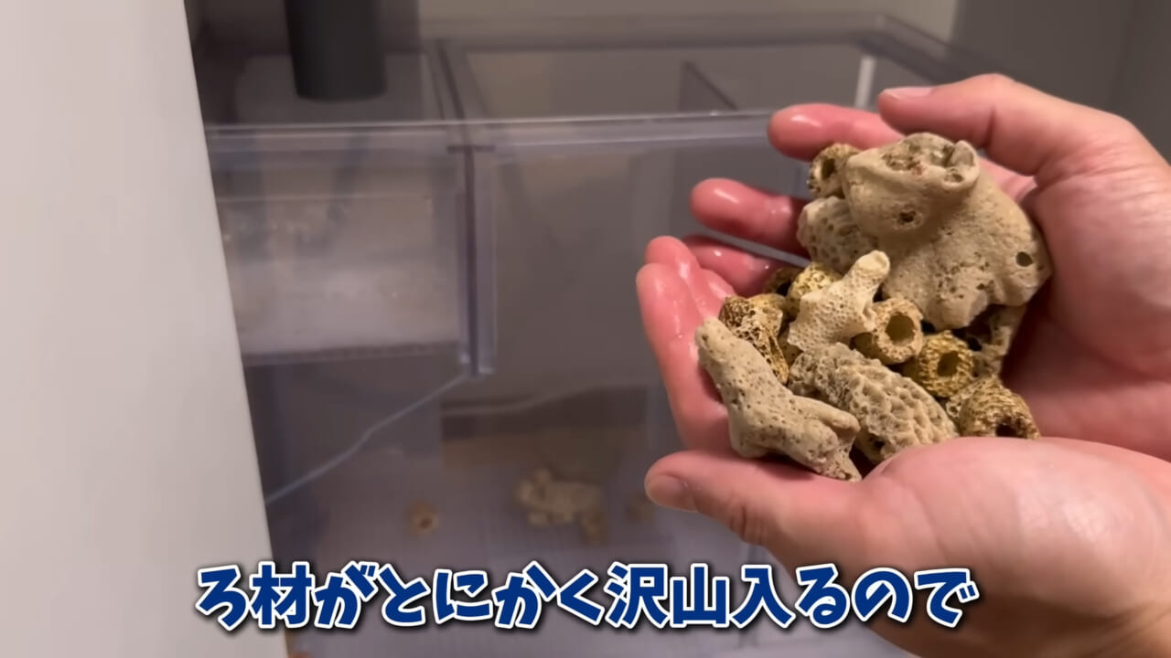 |「驚愕」「ウソみたい」スーパーで買った『サメの卵』を育てた結果がスゴイ。「明らかにヤバそうだったけど…」
