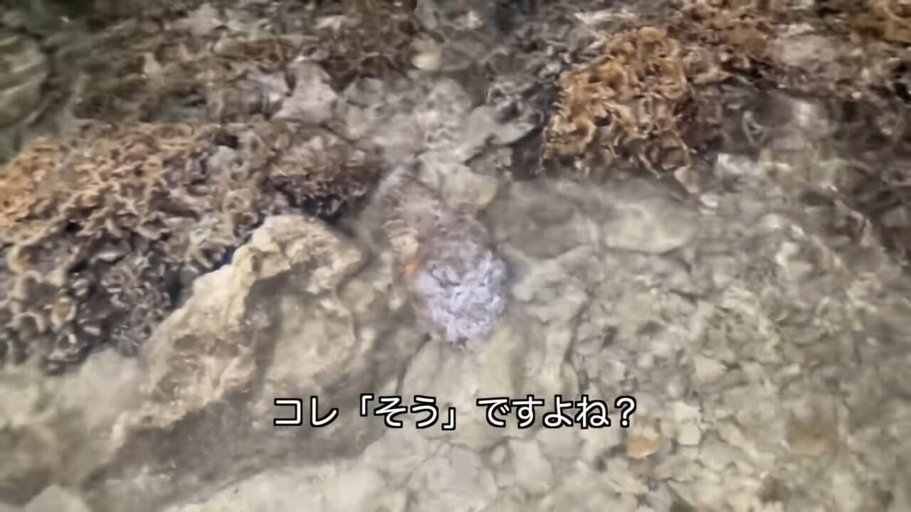 ｜死亡例もある世界最強の『毒魚』に刺されてみた結果→「トンカチで骨を殴られたみたい」身体を張って毒の威力を大検証。「絶対にマネしないで」