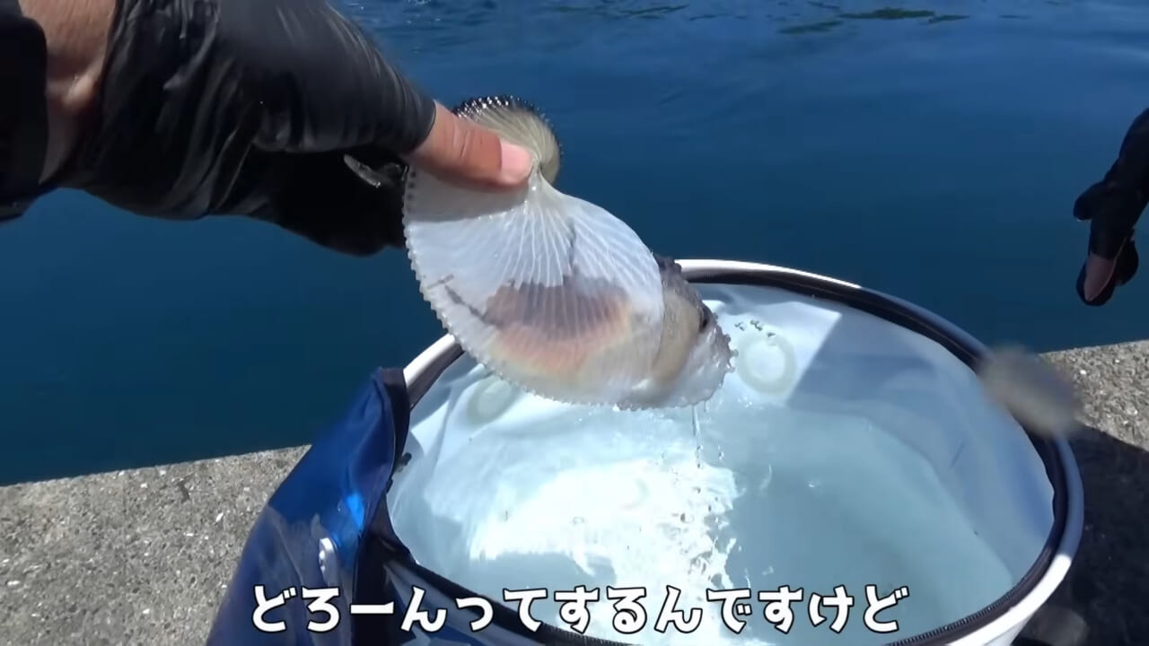 ｜「ヤバっ、初めて見た」「遭遇するのは一生に一度」海で遭遇した『異生物』を捕獲。魚でも貝でもない生物の正体がスゴイ。「生態も解明されていません」