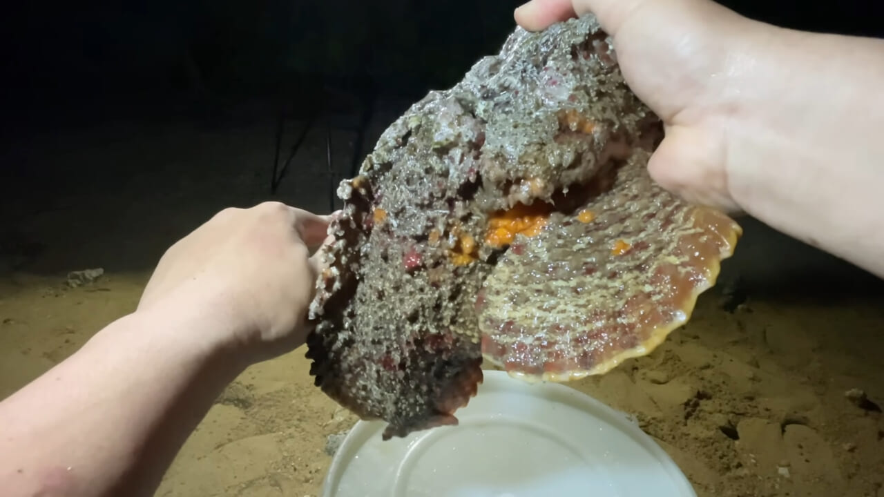 ｜死亡例もある世界最強の『毒魚』に刺されてみた結果→「トンカチで骨を殴られたみたい」身体を張って毒の威力を大検証。「絶対にマネしないで」