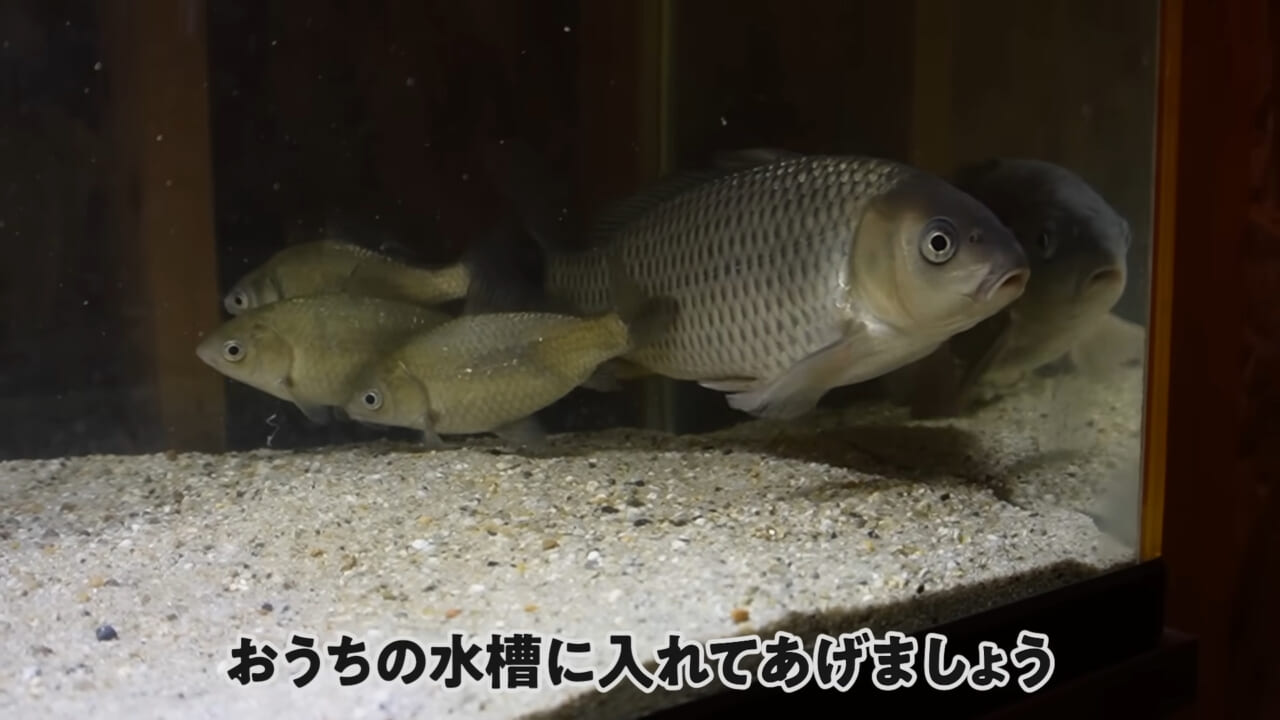 ｜「大きさ、全然違うやん」金魚を『田んぼ』で育てた結果。“700万回”以上再生された実験動画がスゴすぎる。