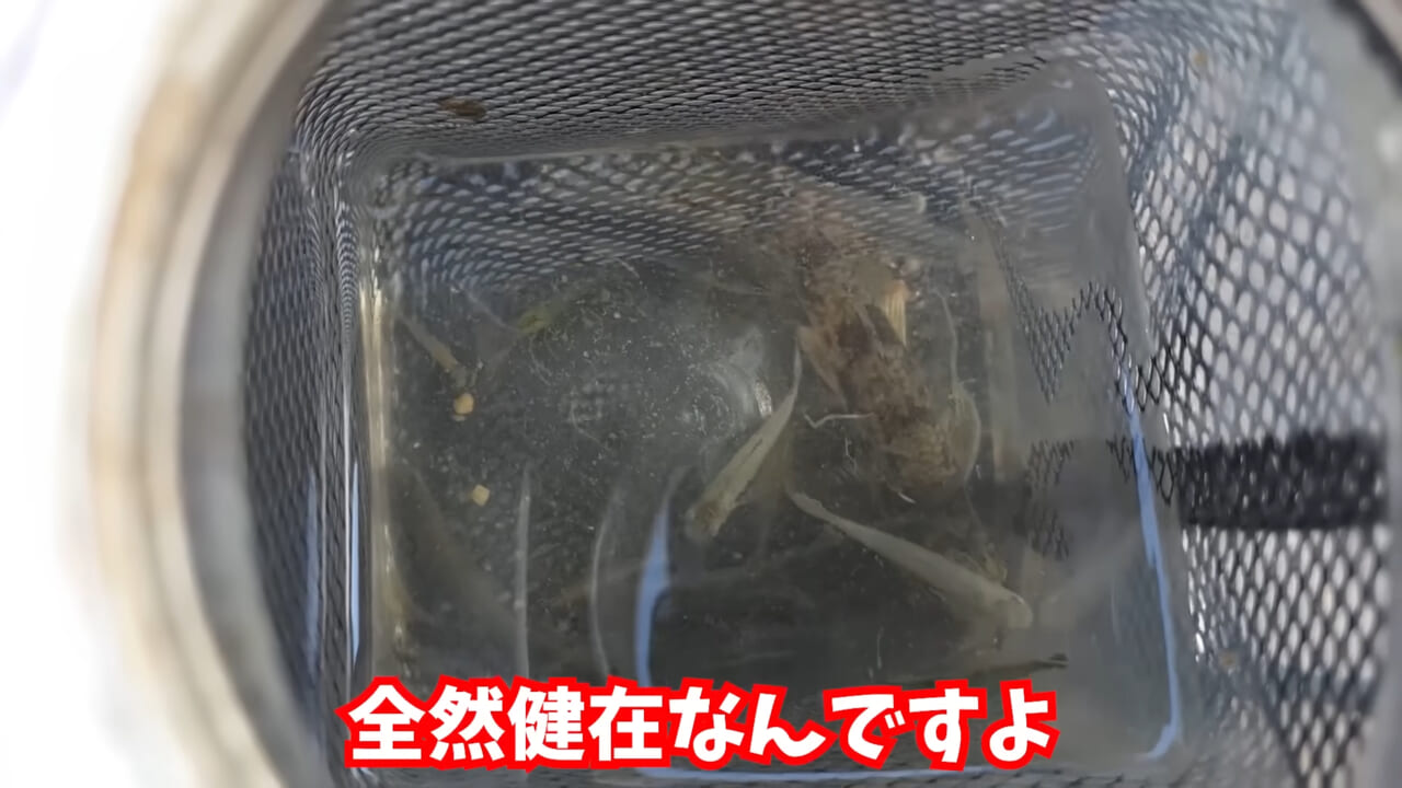 |「魚が10分で瀕死に」「生き物がいない」ガサガサ中に発見した『川の排水』を環境局に通報した結果。「基準値が…」