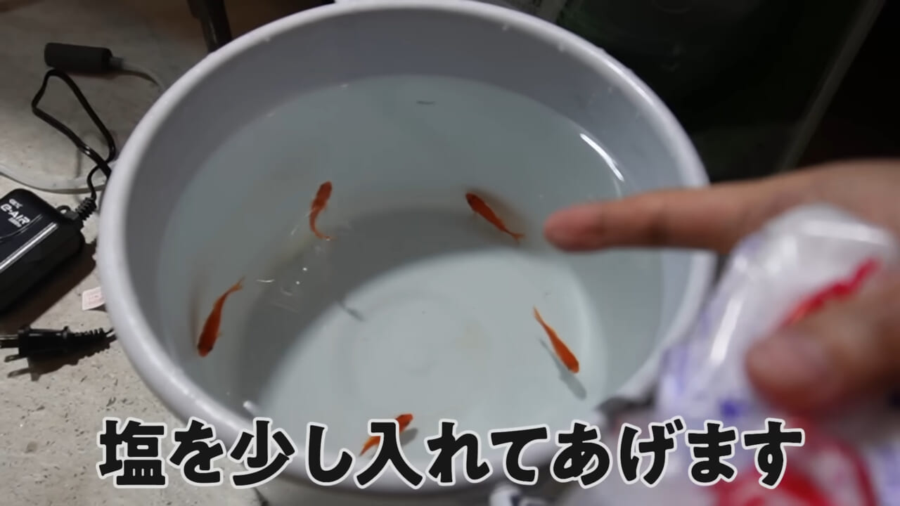 ｜「大きさ、全然違うやん」金魚を『田んぼ』で育てた結果。“700万回”以上再生された実験動画がスゴすぎる。