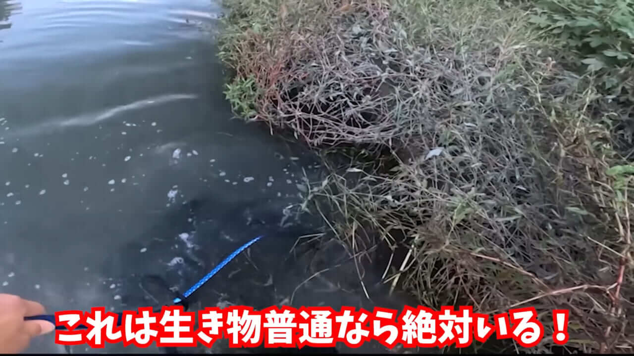 ｜「魚が10分で瀕死に」「生き物がいない」ガサガサ中に発見した『川の排水』を環境局に通報した結果。「基準値が…」
