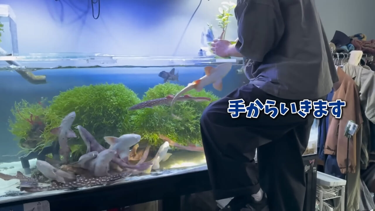 |「驚愕」「ウソみたい」スーパーで買った『サメの卵』を育てた結果がスゴイ。「明らかにヤバそうだったけど…」