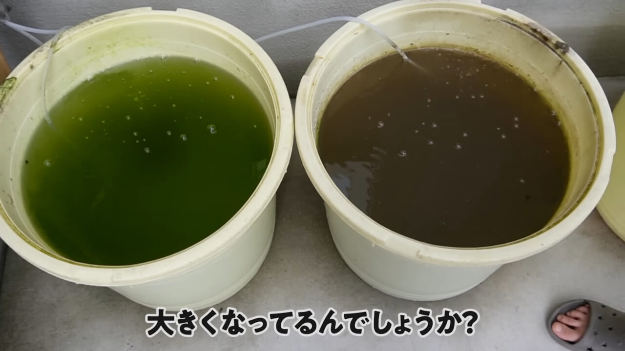 |「大きさ、全然違うやん」金魚を『田んぼ』で育てた結果。“700万回”以上再生された実験動画がスゴすぎる。