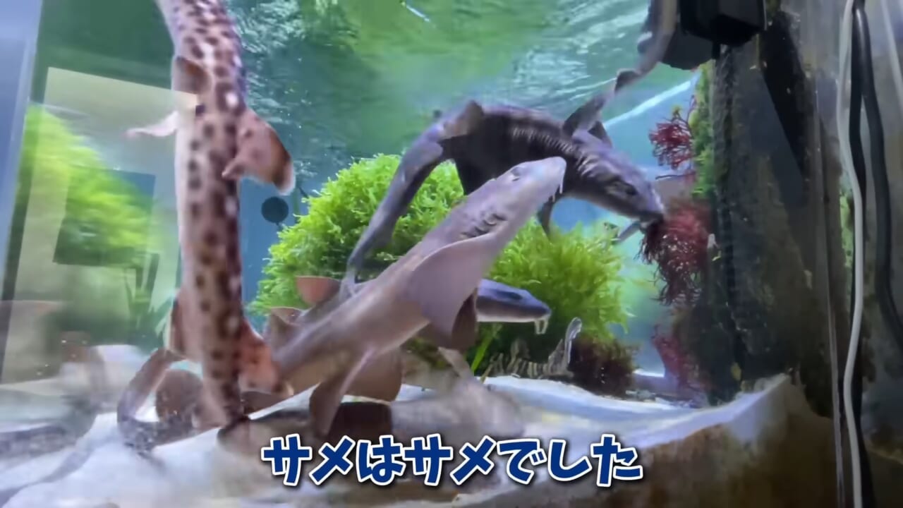 |「驚愕」「ウソみたい」スーパーで買った『サメの卵』を育てた結果がスゴイ。「明らかにヤバそうだったけど…」