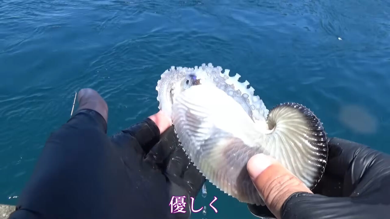 ｜「ヤバっ、初めて見た」「遭遇するのは一生に一度」海で遭遇した『異生物』を捕獲。魚でも貝でもない生物の正体がスゴイ。「生態も解明されていません」