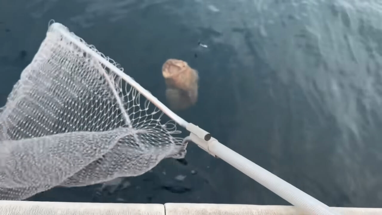 |ユーチューバーが捕獲した『ヤバい魚』。「うわっ、でっか」「ゴジラやん」200万回再生された捕獲劇がスゴイ。
