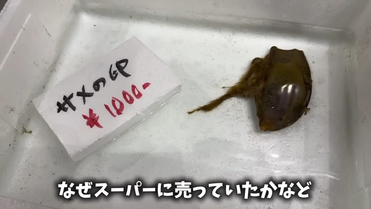 |「驚愕」「ウソみたい」スーパーで買った『サメの卵』を育てた結果がスゴイ。「明らかにヤバそうだったけど…」