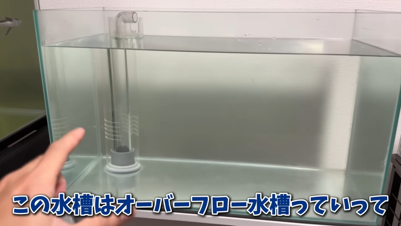 |「驚愕」「ウソみたい」スーパーで買った『サメの卵』を育てた結果がスゴイ。「明らかにヤバそうだったけど…」