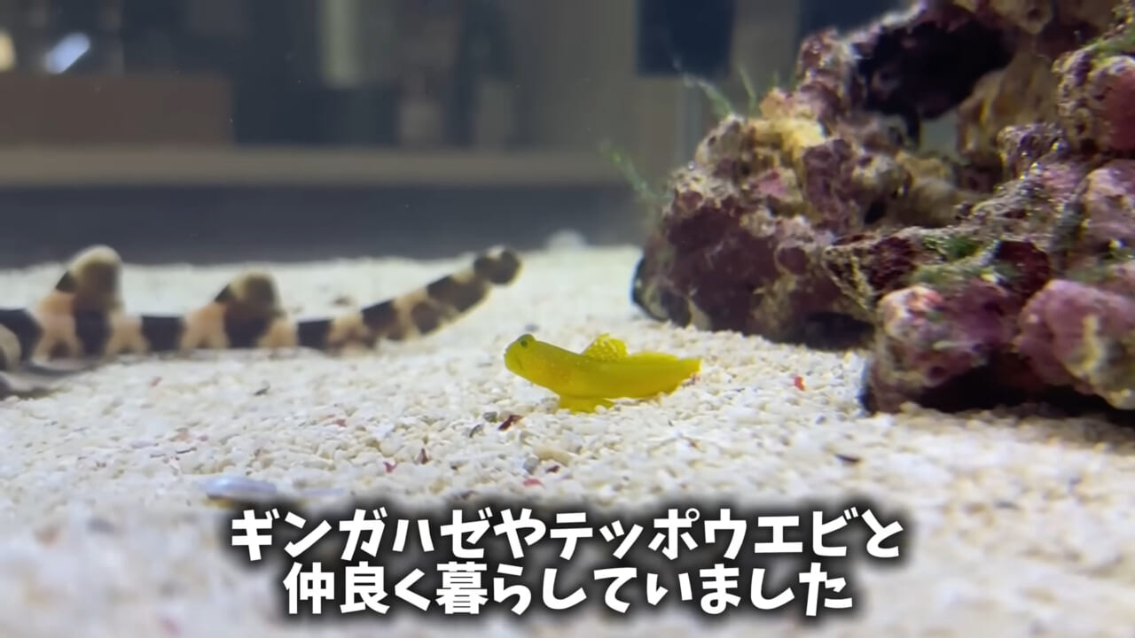 |「驚愕」「ウソみたい」スーパーで買った『サメの卵』を育てた結果がスゴイ。「明らかにヤバそうだったけど…」