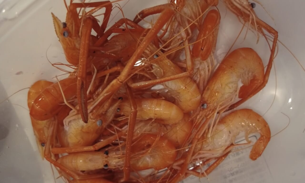 ｜美女が手料理を作りたい。釣った魚で作る料理は絶品だった。