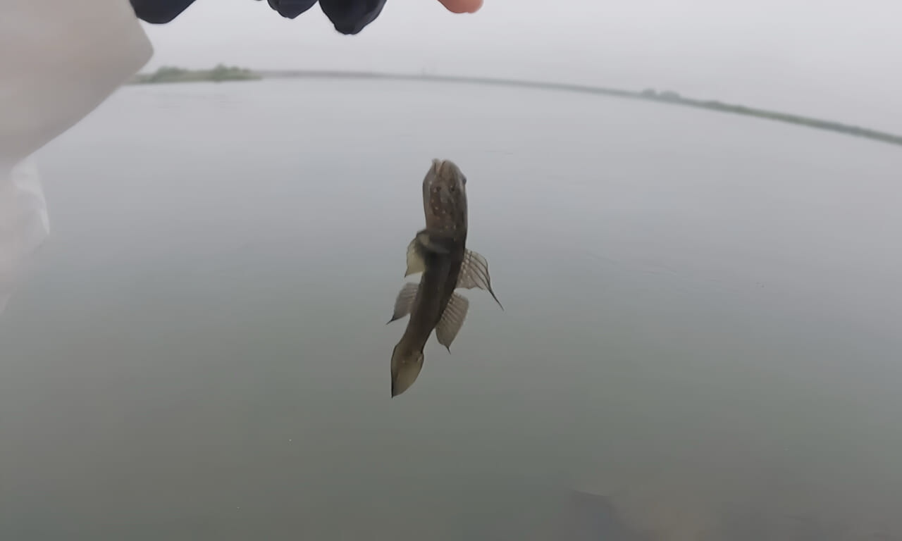 ｜美女が手料理を作りたい。釣った魚で作る料理は絶品だった。