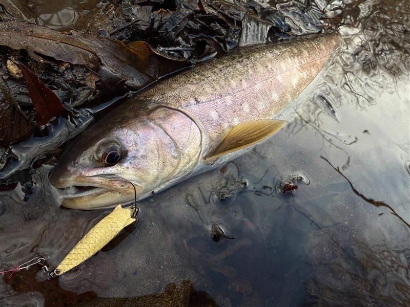 |懐かしすぎるルアーが復活⁉クラシックモダンスプーンで現代の魚と遊べ!