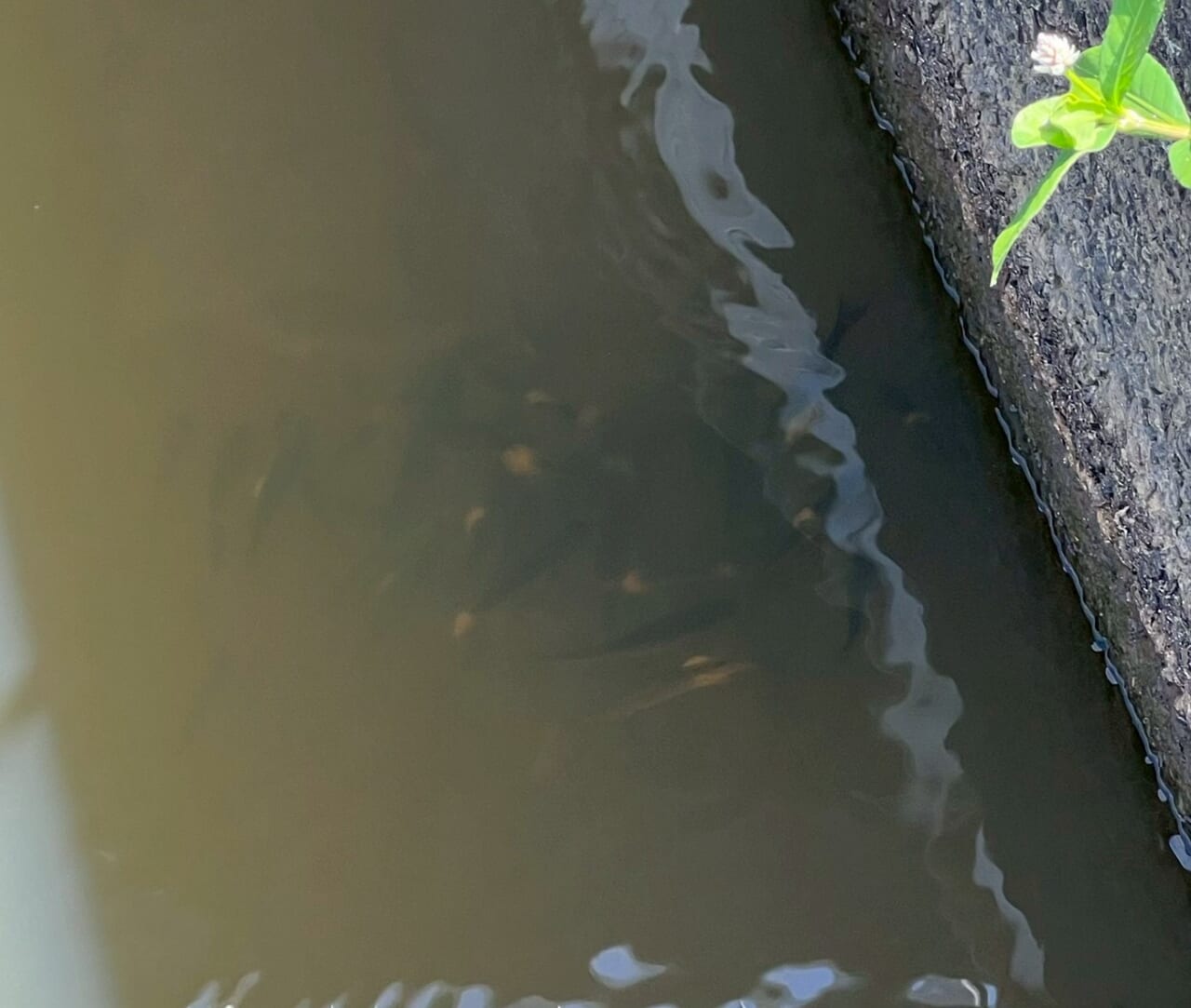 |【霞ヶ浦で異変!?】カビの生えた小魚がヒントに…。プロトミノーがハマり45センチ級を連発【鈴木翔のIT’S SHO TIME !!!】
