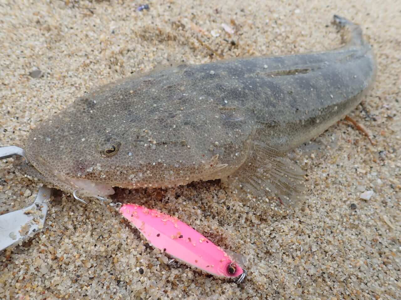 |「波打ち際も狙ってみて!」ルアーローテションでフラットフィッシュの捕獲率を上げる方法とは?