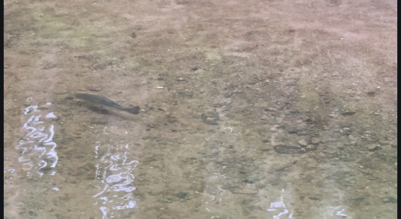｜【猛暑で激変した津風呂湖】シャローから魚が消えた…それでもサイトで絞り出した1本！