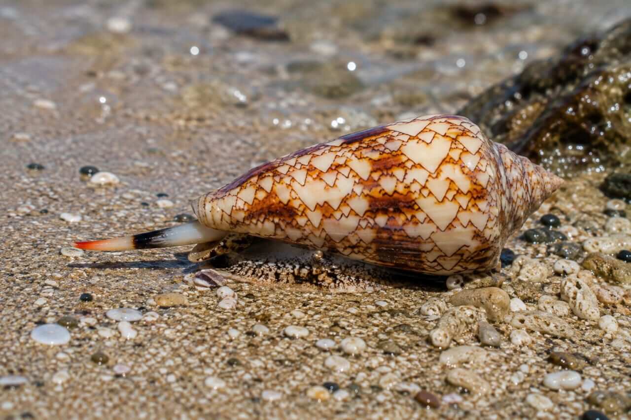 ｜『綺麗だから』は死の危険。夏に海で拾ったら危なすぎる漂流物５選。