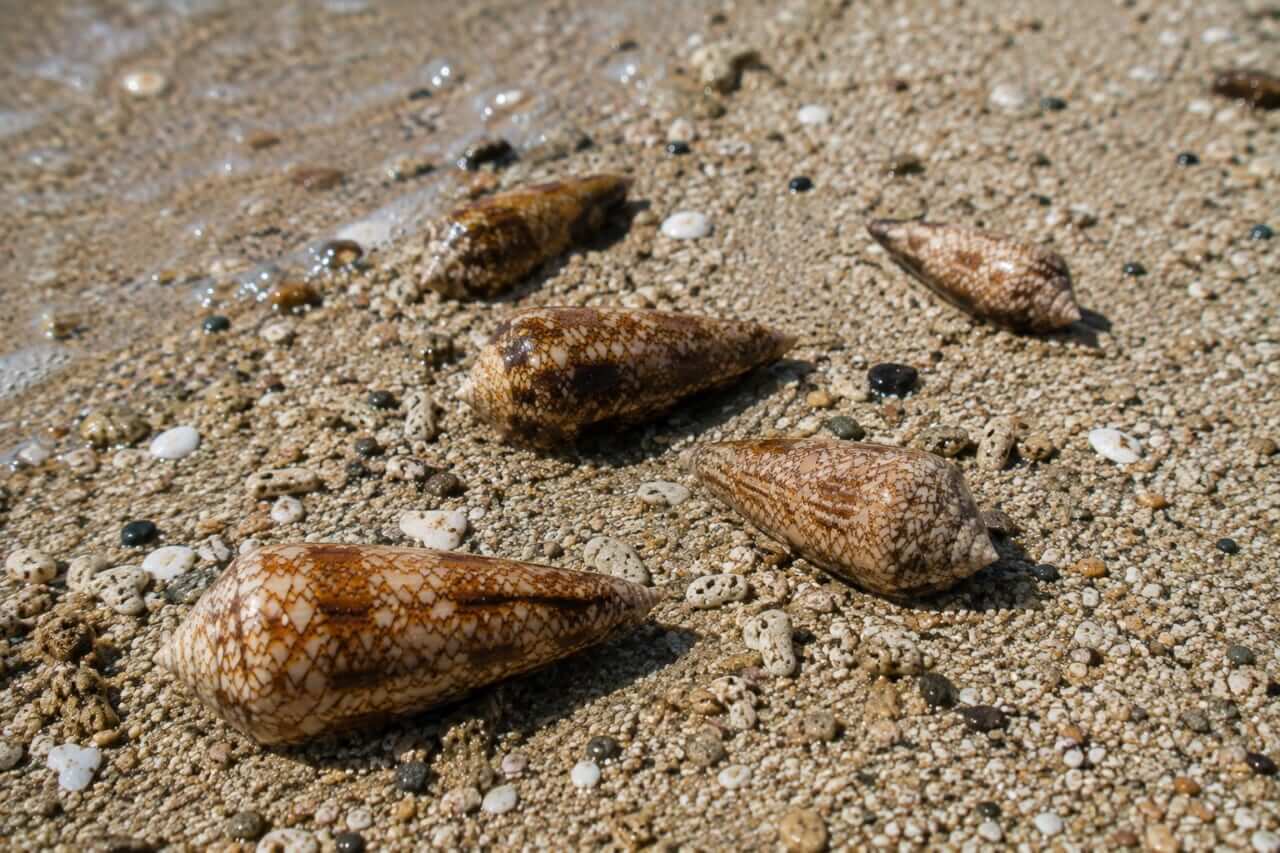 |『綺麗だから』は死の危険。夏に海で拾ったら危なすぎる漂流物5選。