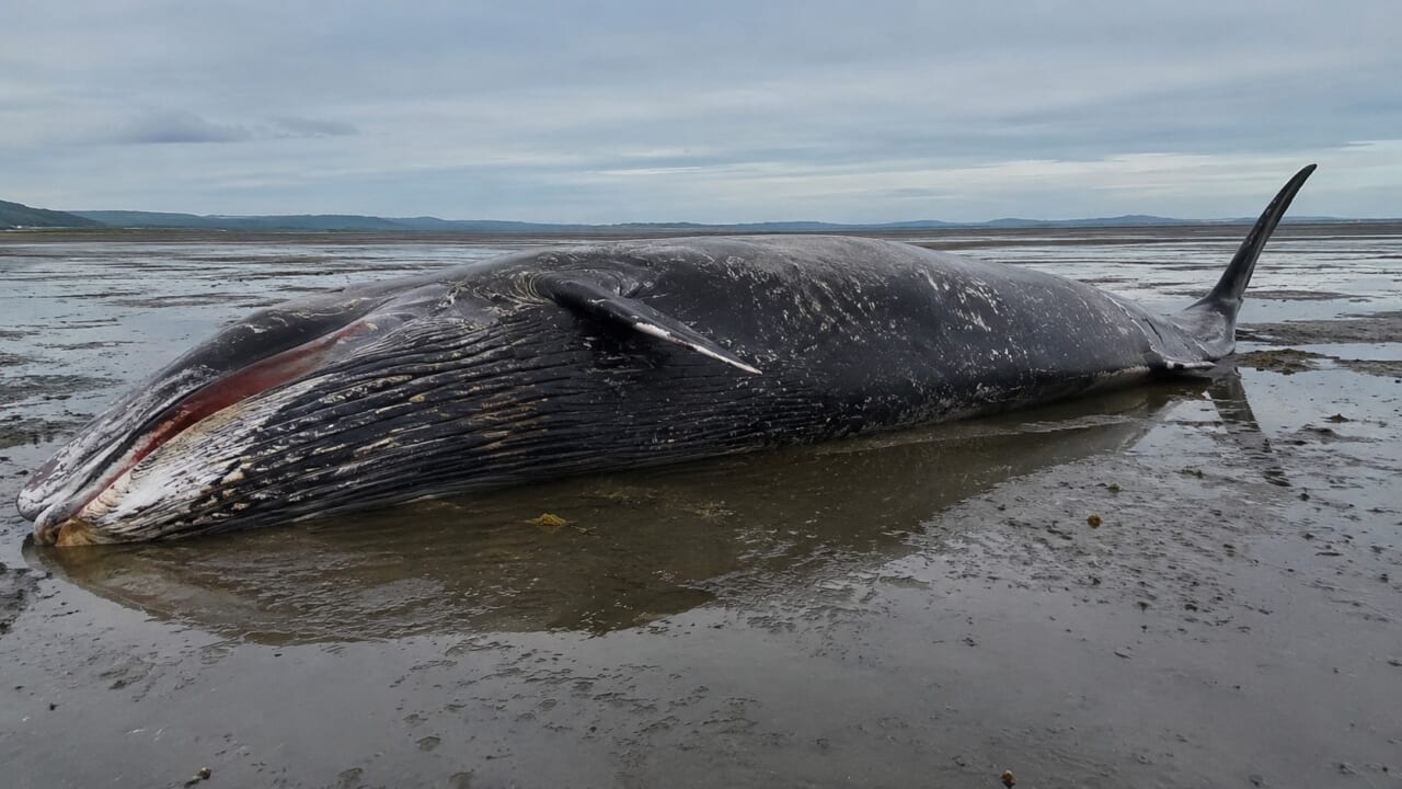 |「見かけても絶対に近づくな」突然”爆発”する座礁クジラの危険性と原因とは?