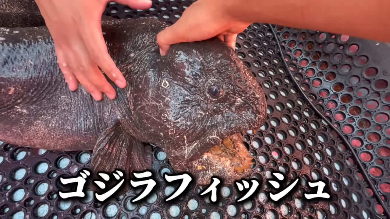 ｜ユーチューバーが捕獲した『ヤバい魚』。「うわっ、でっか」「ゴジラやん」200万回再生された捕獲劇がスゴイ。