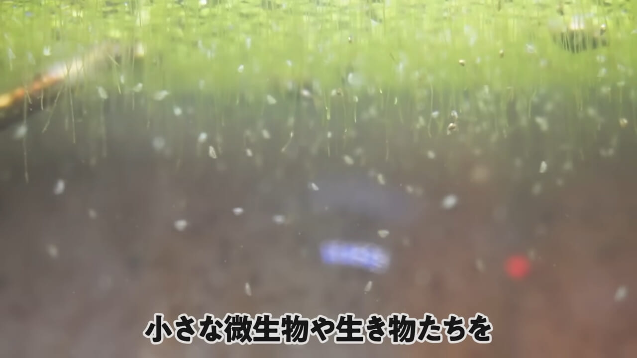 |「大きさ、全然違うやん」金魚を『田んぼ』で育てた結果。“700万回”以上再生された実験動画がスゴすぎる。