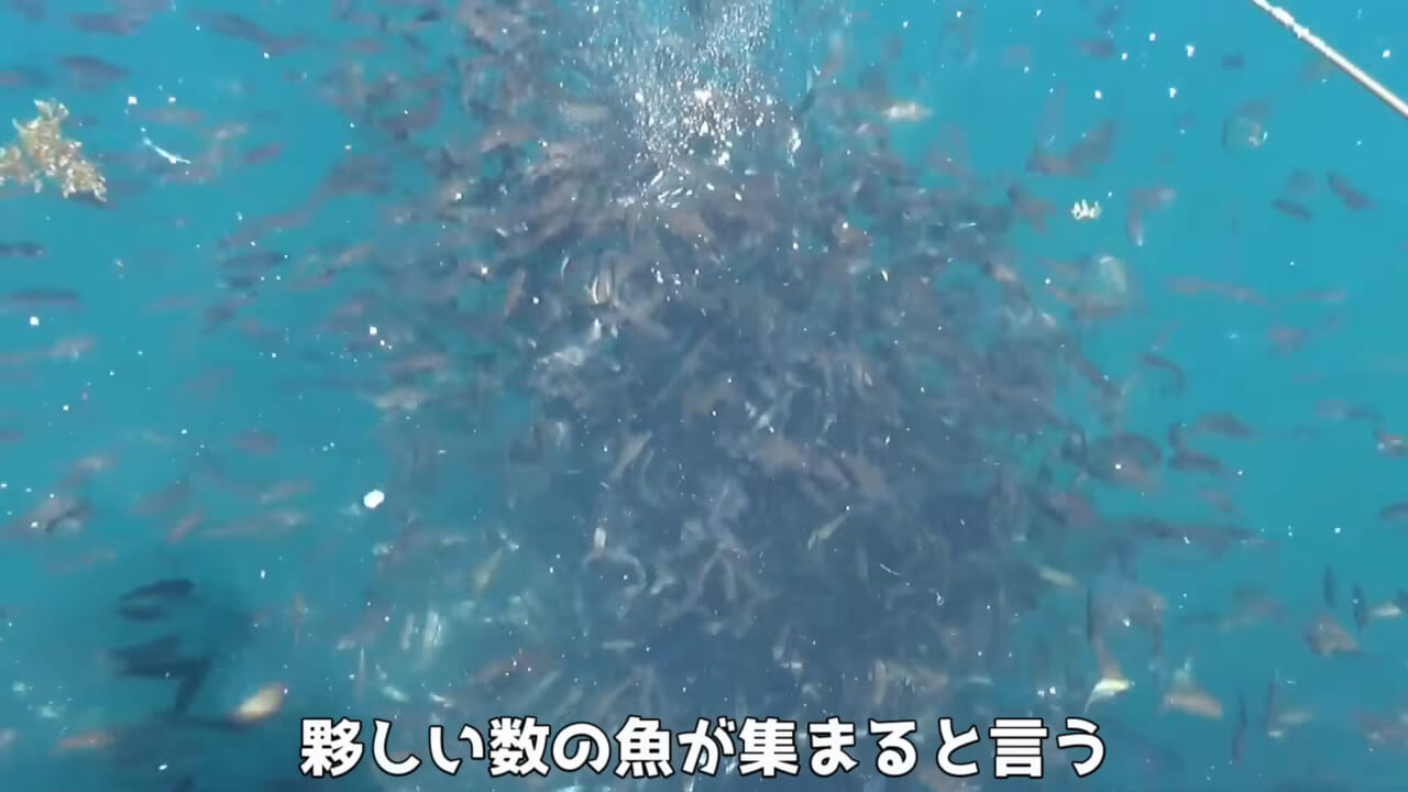 |「ヤバっ、初めて見た」「遭遇するのは一生に一度」海で遭遇した『異生物』を捕獲。魚でも貝でもない生物の正体がスゴイ。「生態も解明されていません」