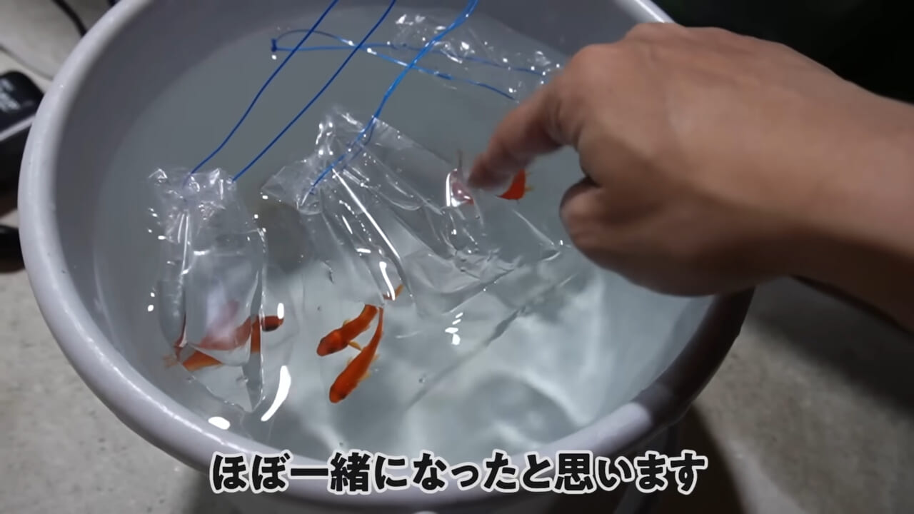 ｜「大きさ、全然違うやん」金魚を『田んぼ』で育てた結果。“700万回”以上再生された実験動画がスゴすぎる。