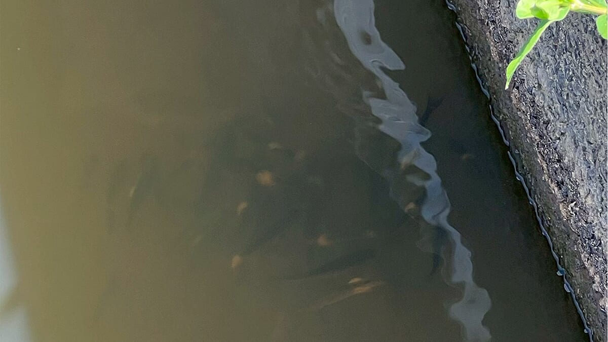 ｜【霞ヶ浦で異変!?】カビの生えた小魚がヒントに…。プロトミノーがハマり45センチ級を連発【鈴木翔のIT’S SHO TIME !!!】
