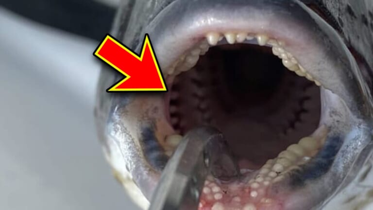 「よく見るといるじゃん…」「ゾッとした」東京湾で大繁殖する魚に大量の寄生虫…凶悪な歯に注意。