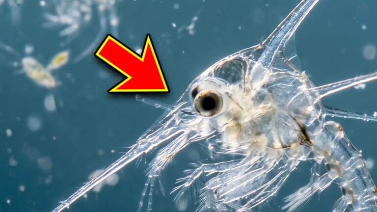 「海で突然、チクチクした痛みに襲われました」→なんと、犯人は体長数ミリの生物。正体と誰でもできる対策とは？